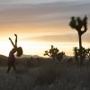 Joshua Tree, CA - Jamila Glass